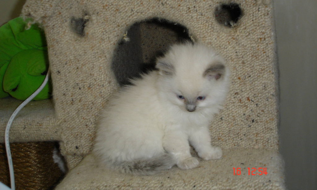 Tiny our first Ragdoll