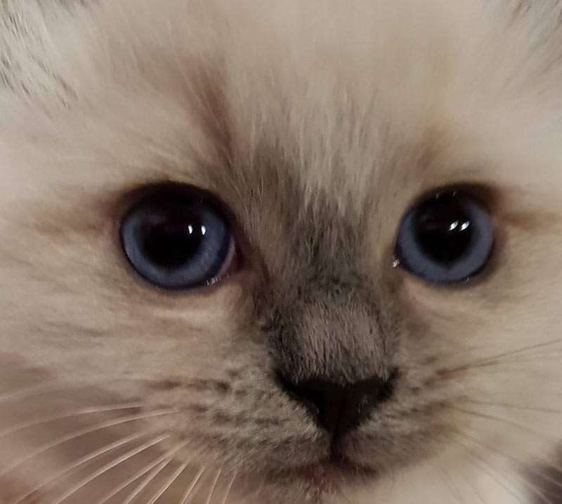 Maccats |Ragdoll Breeder for Registered Ragdoll Kittens for Sale